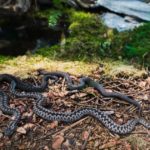zmije obecná (Vipera berus)