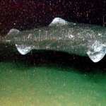 Zralok-malohlavy-2