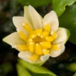 Leknín trpasličí Nymphaea thermarum 3