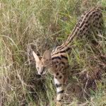 Serval