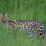 Serval-2a
