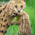 Serval_foto_Urbanova