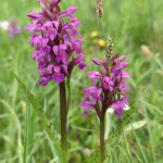 orchidej-Prstnatec-majovy-1