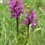 orchidej-Prstnatec-majovy-a