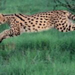 serval-1a
