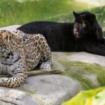 jaguar-akabo-a-Ballam-1