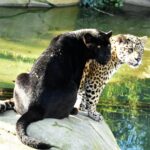jaguar-akabo-a-Ballam-2