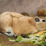 GUNDI-SAHARSKY