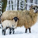 Ovce-domaci-valaska