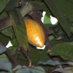 Plod kakaovníku na stromě