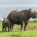Rwanda-nosorozice-Jasiri