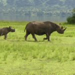 Rwanda-nosorozice-Jasiri-2