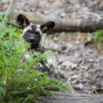 samicka-psa-hyenoveho-mlade
