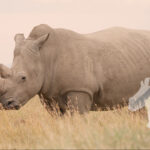 silver-lining-for-the-northern-white-rhino-kopie