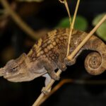 Chameleon-Boehmeuv