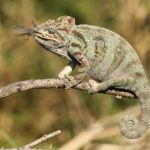 Chameleon-obrovsky-1