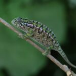 chameleon-kobercovy