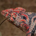 chameleon-obrovsky_samice-vbrezim-zbarveni