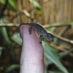 chameleon-trirohy