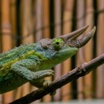 chameleon-trirohy-2