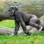 Ajabu 2