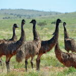 Emu-hnedy-4