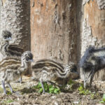 Emu_hnedy-1
