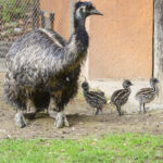 Emu_hnedy-2