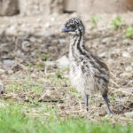 Emu_hnedy-4
