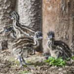 Emu_hnedy-5