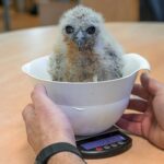 Mládě ketupy Pelovy – vážení