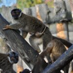 Lemur-hnedy