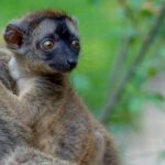 Lemur-hnedy-3