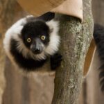 Lemur-vari