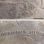 Ptychodus_detail