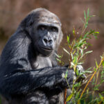Oslava 20. výročí Richardova příjezdu do Zoo Praha