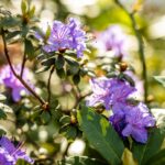 Rododendrony_v_Zoo_Ostrava_foto_M.Vlckova