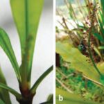 Triphyophyllum-peltatum-4