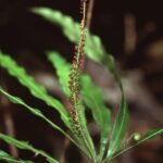 Triphyophyllum-peltatum-A