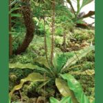 Triphyophyllum peltatum B
