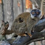 lemur-hnedy-2