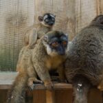 lemur-hnedy-4