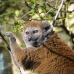 lemur-rakosovy-na-mlsacce-a-slunicku-ve-voliere