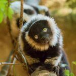 lemur-vari-1