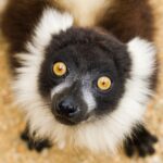 lemur-vari-2020