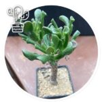 Crassula-ovata-monstrosa-„Shrekovy-usi