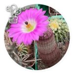 Echinocereus rigidismus v. rubispinus