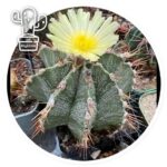 astrophytum ornatum
