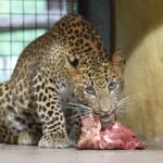 Levhart cejlonský_Zoo_Ostrava