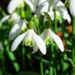snowdrops-1025050_1280